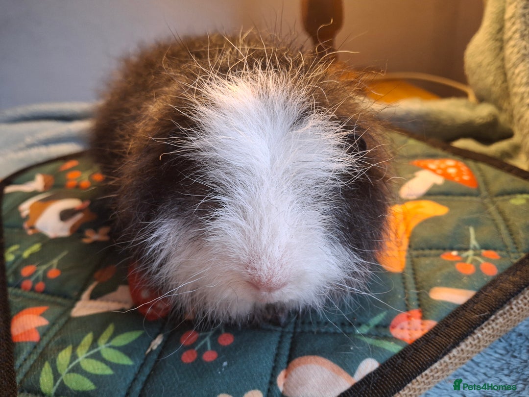 Guinea Pig rodents for sale: Beautiful Swiss Boars Baby /Young Adult  - Advert 5