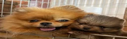 Pomeranian dogs for sale: Teddy Bear Pomeranian Girl - Ready Soon, KC Reg. - Advert 8