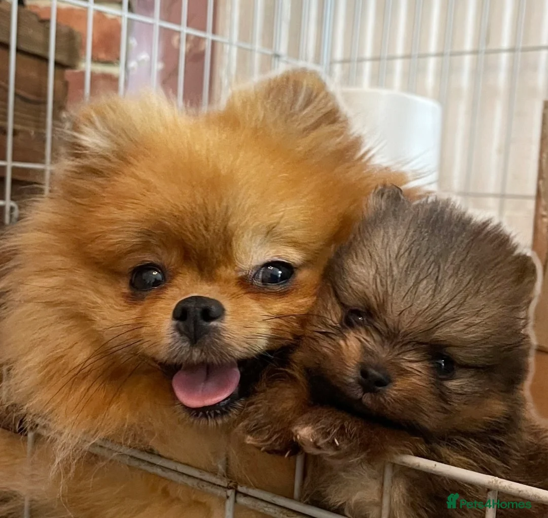 Pomeranian dogs for sale: Teddy Bear Pomeranian Girl - Ready Soon, KC Reg. - Advert 8
