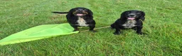Cocker Spaniel dogs for sale: Cocker Spaniel puppies - Advert 5