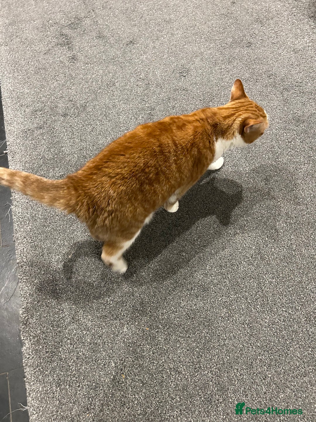 Domestic Shorthair cats for sale: Ginger & White Cat - Advert 5