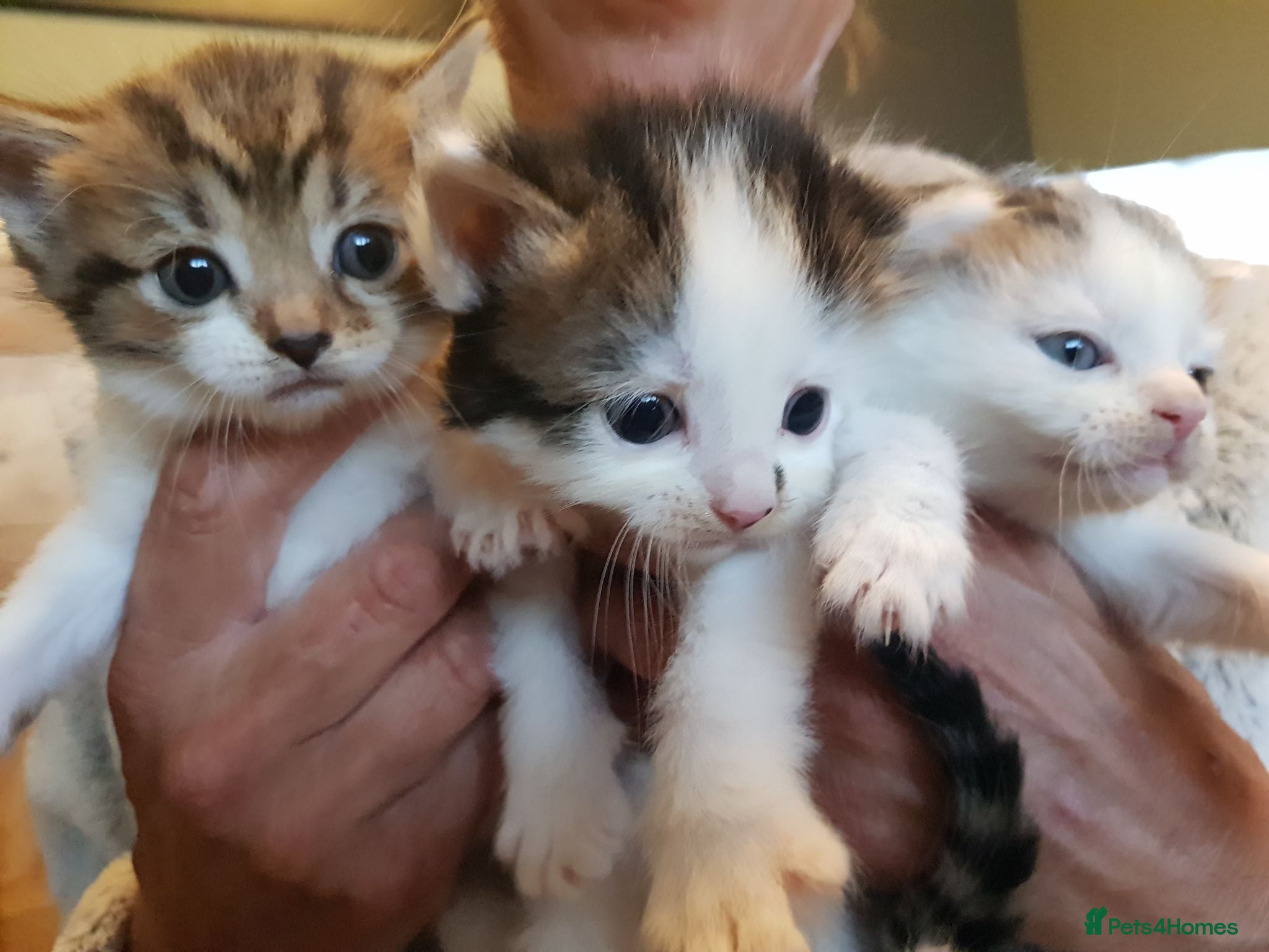 Mixed Breed cats Kittens  - Advert 1
