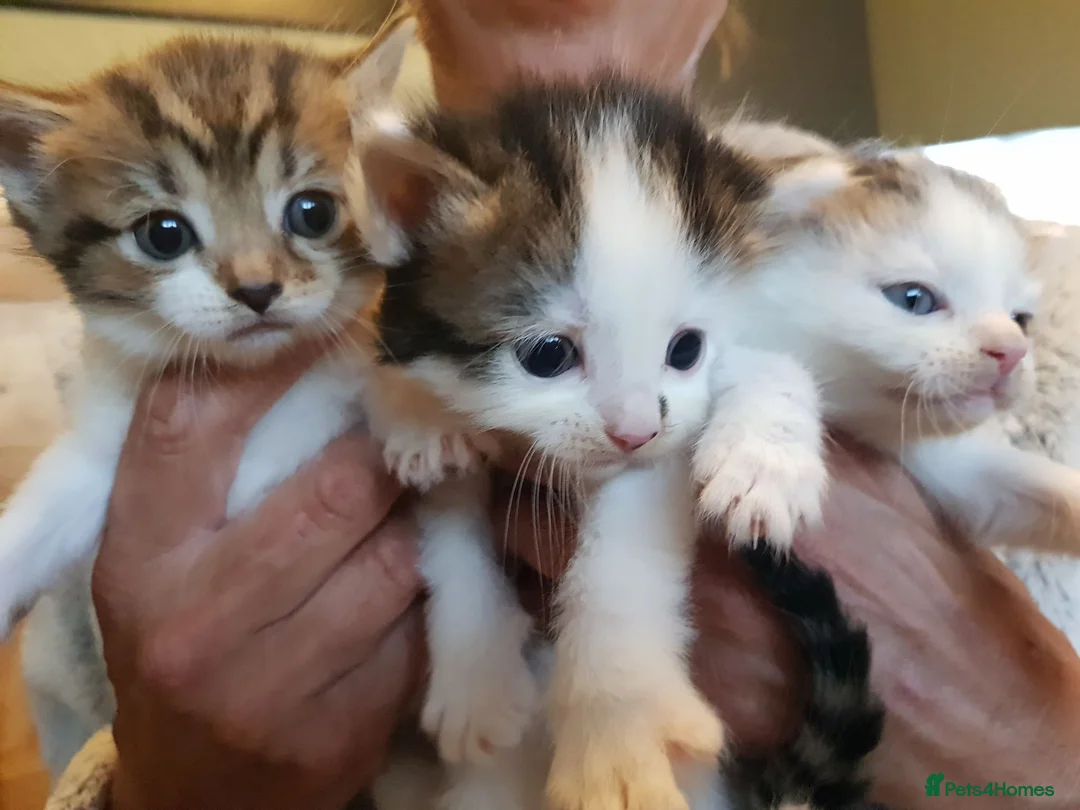Mixed Breed cats for sale: Kittens  in Stourbridge - Advert 1