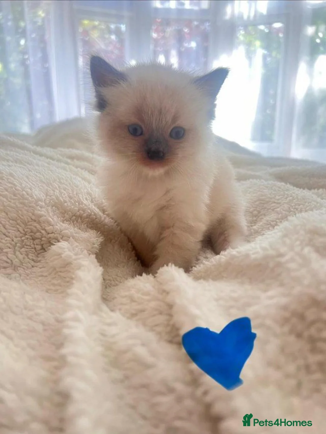 Ragdoll cats for sale: Beautiful Purebred Ragdoll Kittens  in Leeds - Advert 2