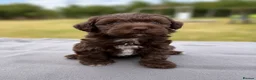 Jackapoo dogs for sale: Jackapoo puppies 🐾 - Advert 7