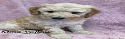 Labradoodle dogs for sale: Multigenerational labradoodle puppies - Advert 6
