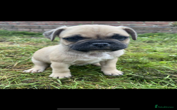 Mixed Breed dogs for sale: Pug x staffy pups REDUCED - Image 2