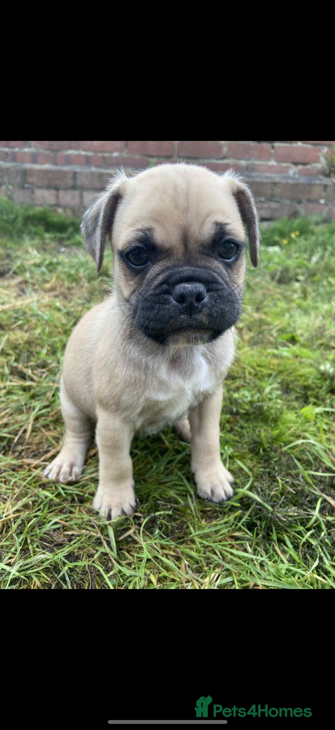 Mixed Breed dogs for sale: Pug x staffy pups REDUCED - Image 2