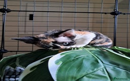 Devon Rex cats for sale: Beautiful Devon Rex babys - Advert 4