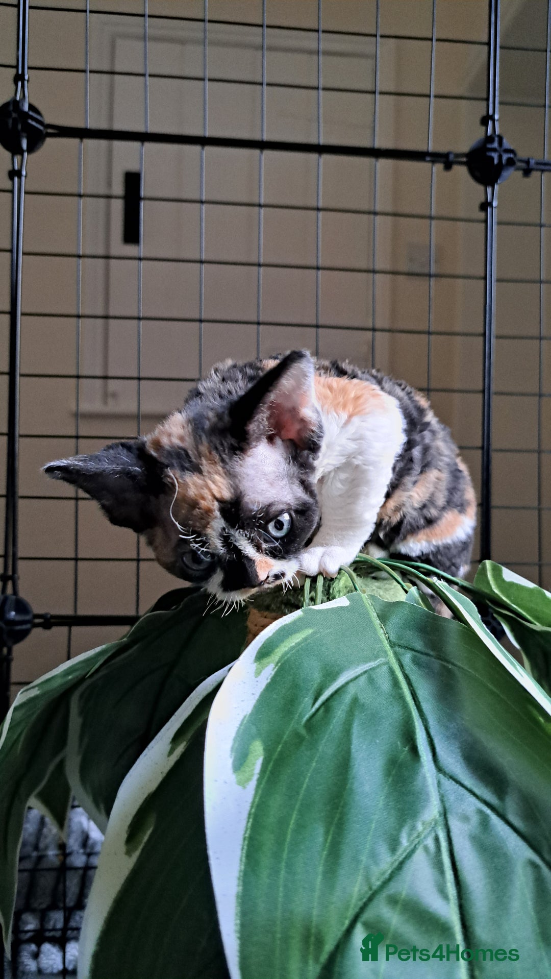 Devon Rex cats for sale: Beautiful Devon Rex babys - Advert 4