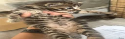 Siberian cats for sale: X4 fluffy Siberian x tabby kittens  in Romford - Advert 22