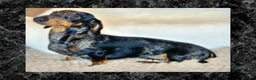 Miniature Dachshund dogs for sale: Two beautiful mini smooths available  - Advert 14