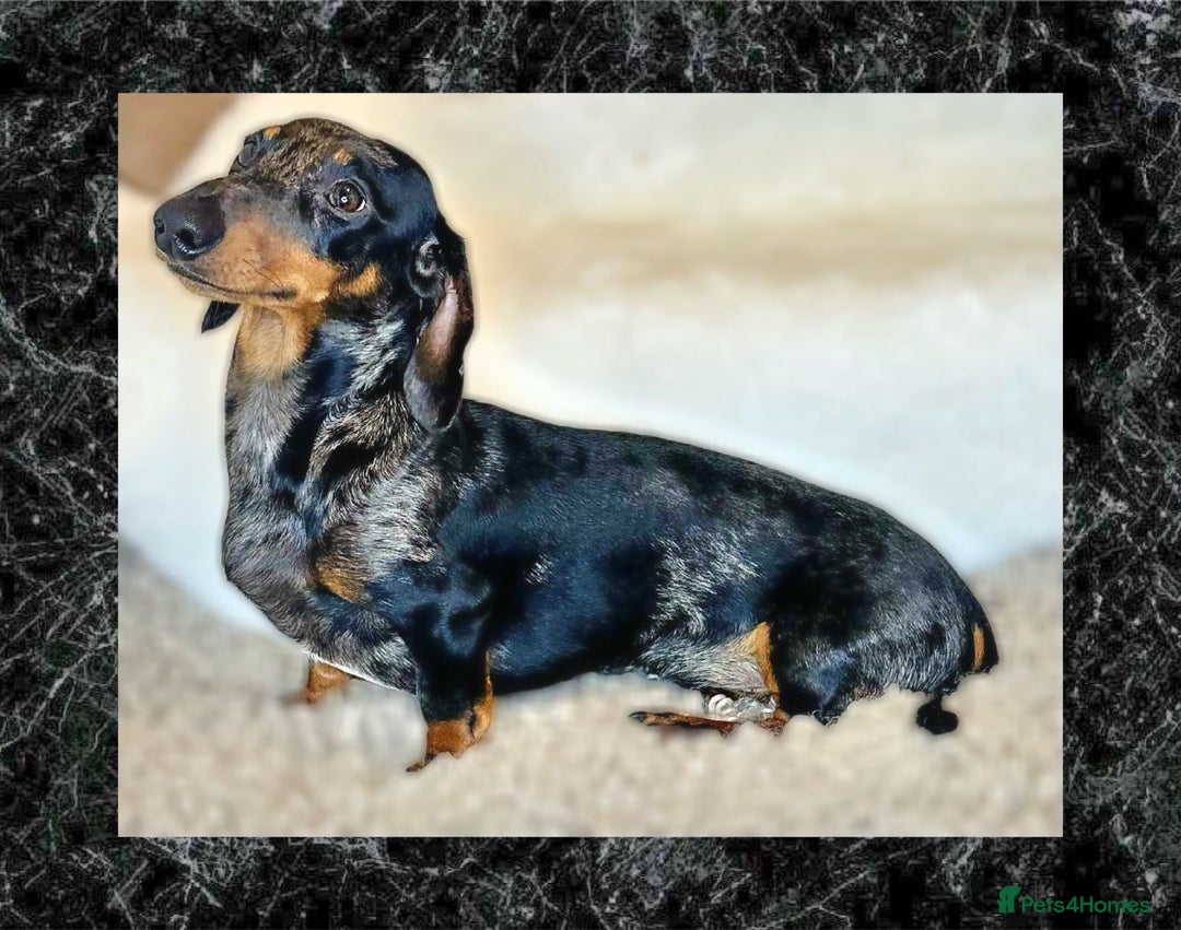 Miniature Dachshund dogs for sale: Two beautiful mini smooths available  - Advert 14