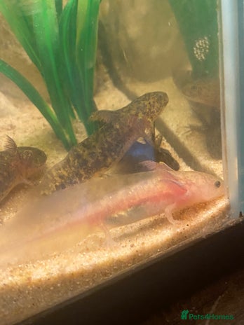 Axolotl reptiles in Shifnal - Advert 7