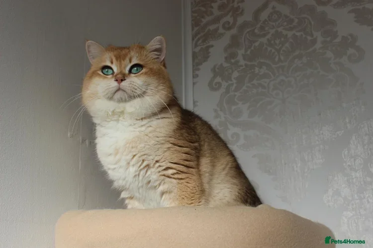 British Shorthair cats     Champion Golden British Shorthair Proven Stud - Advert 1
