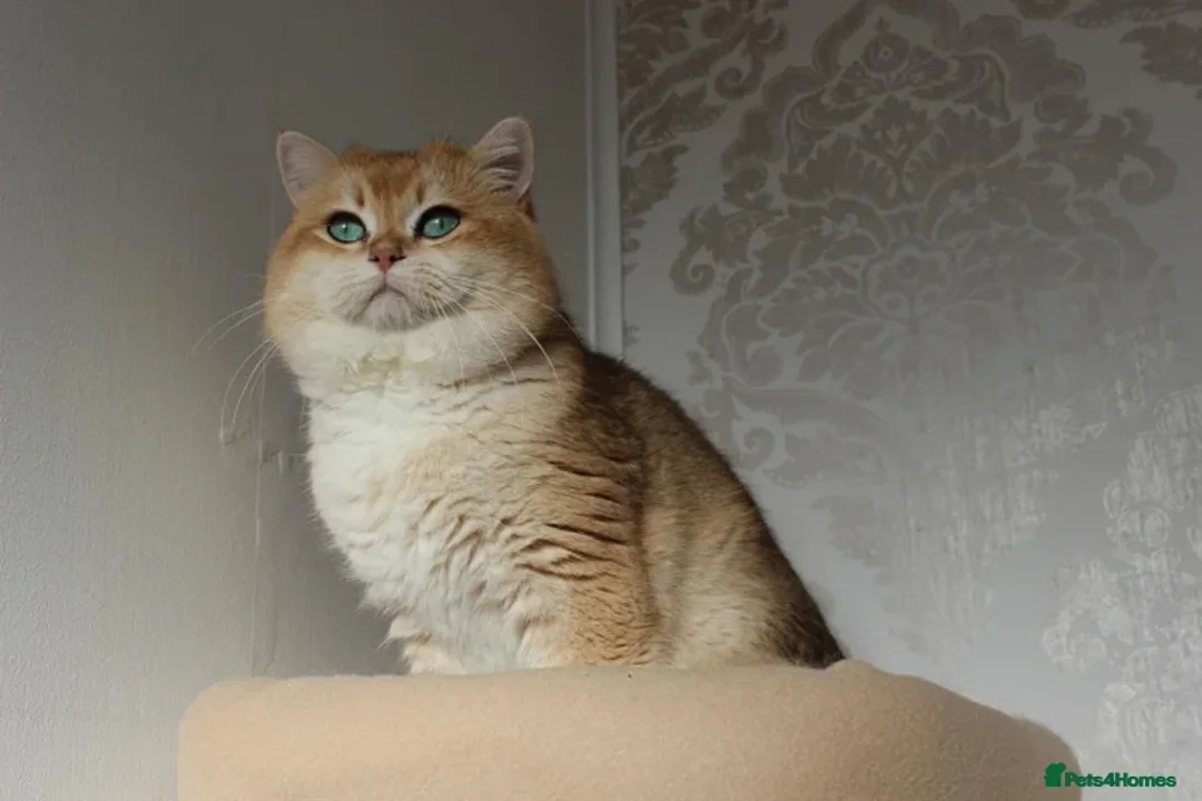 British Shorthair cats for stud:     Champion Golden British Shorthair Proven Stud - Advert 1