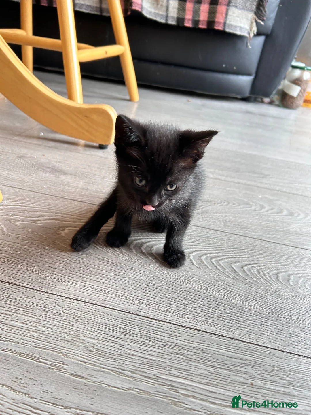 Mixed Breed cats for sale: Joyful kitten ❤️😈😆😍 - Advert 9