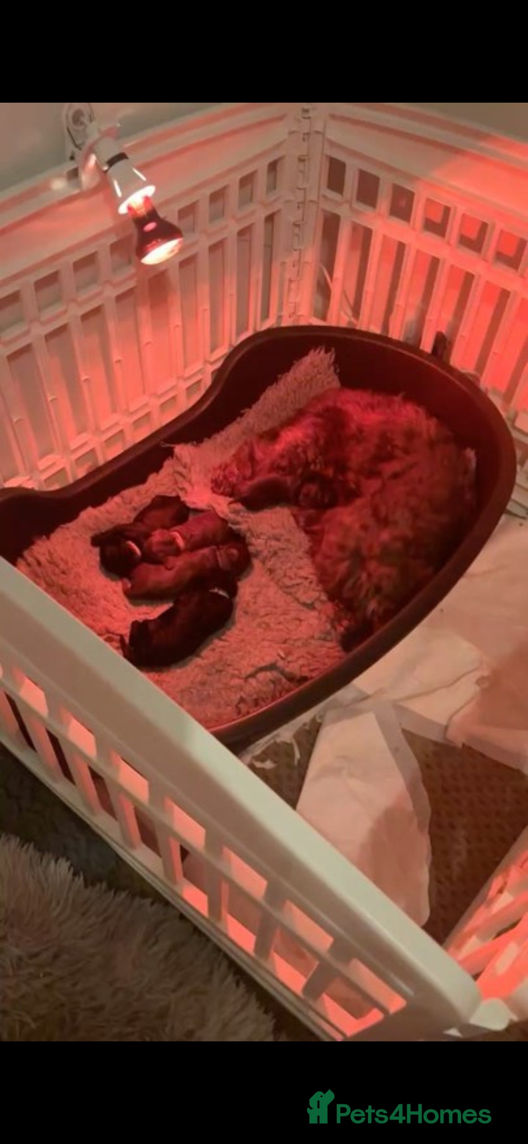 Cockapoo dogs for sale: F1b toy cockapoo puppies ready 3/11/25 - Image 2