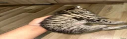 British Shorthair cats for sale: British short hair, male - Advert 3