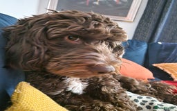 Cockapoo dogs for sale: MALE Cockapoo for sale - Image 15