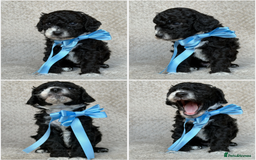 Mixed Breed dogs for sale: Cockapoo x Cavapoochon puppies 🐶 - Image 10