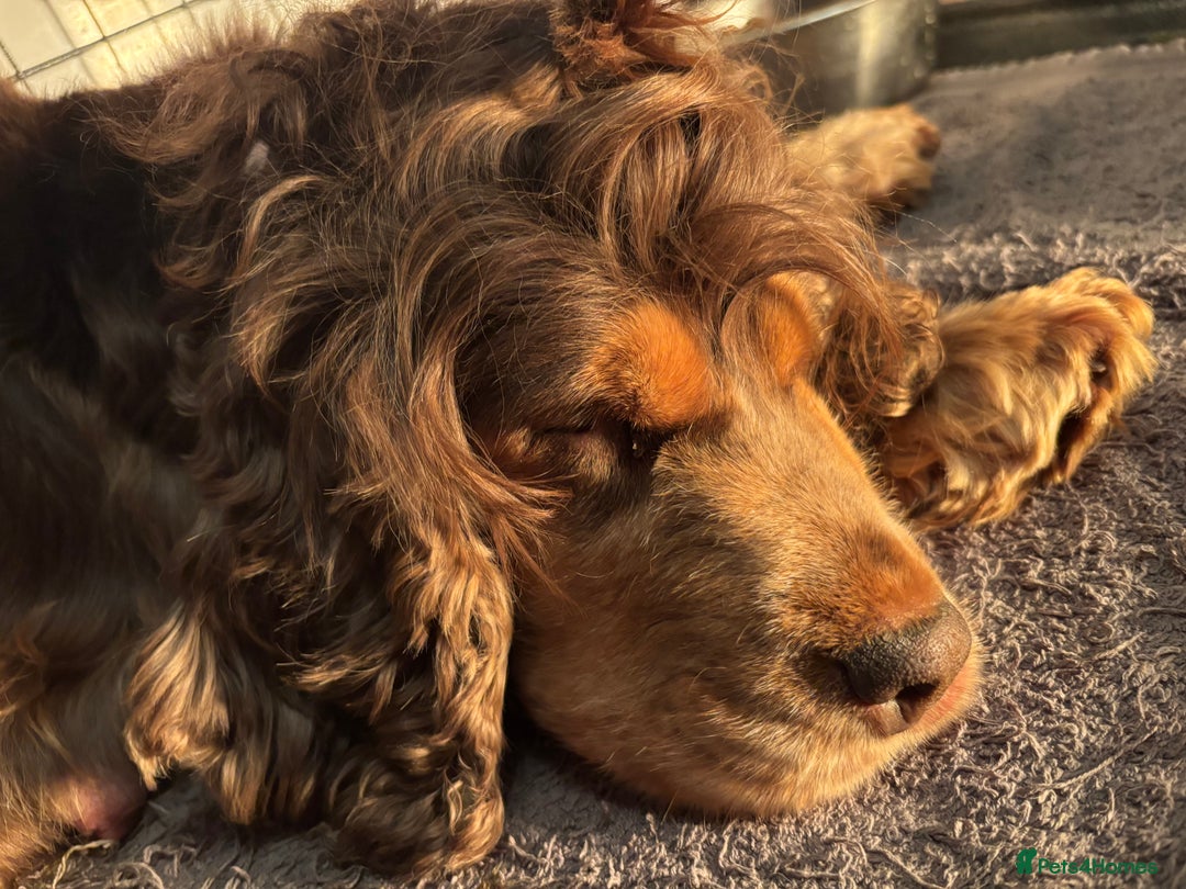 Cocker Spaniel dogs for sale: 🐾[Simbawood Lines]KC Show Cocker Spaniels🐾 - Advert 20