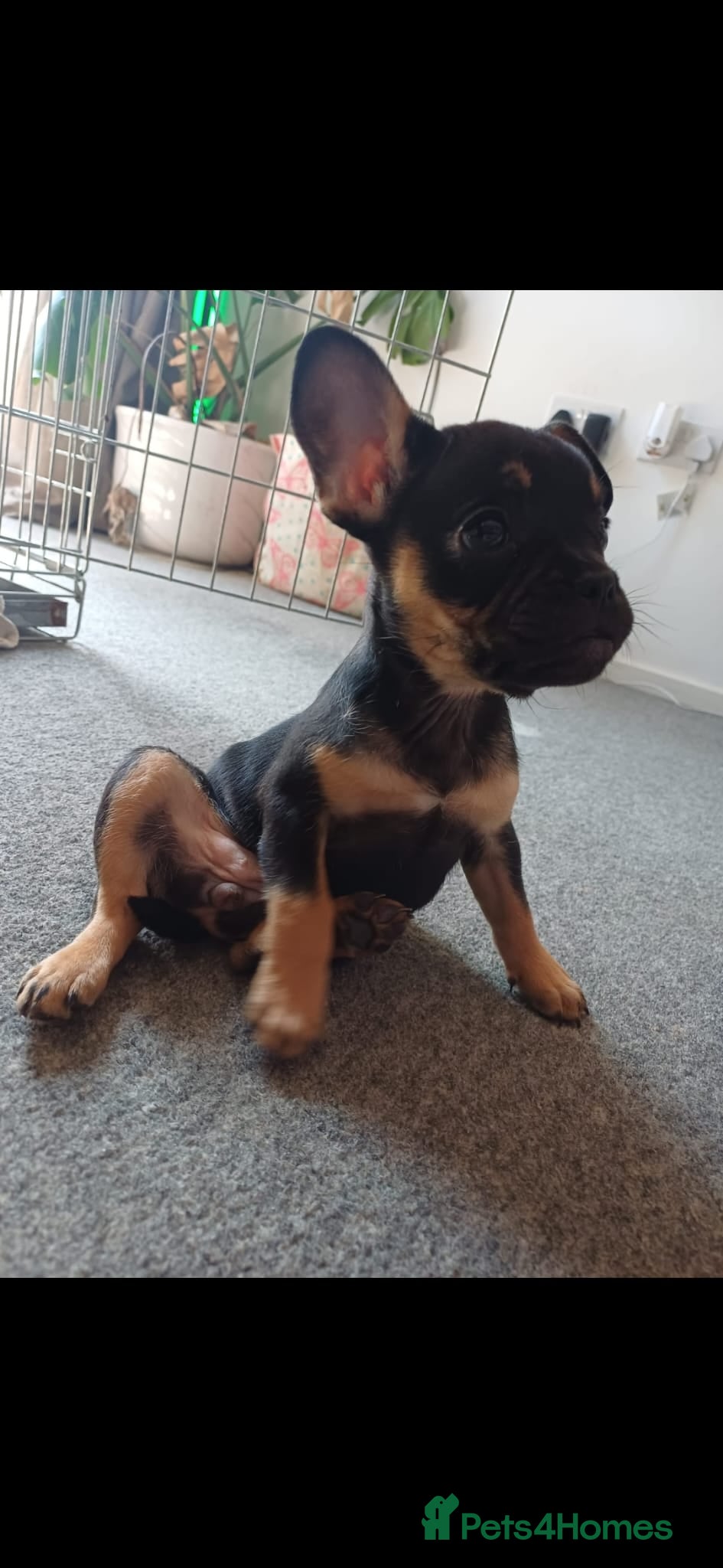 French Bulldog dogs for sale: Frenchie for rehoming - Advert 2