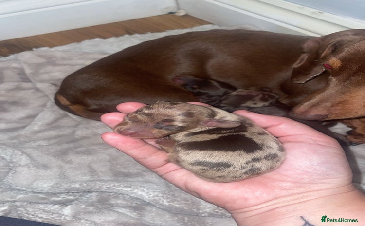 Miniature Dachshund dogs - Advert 2