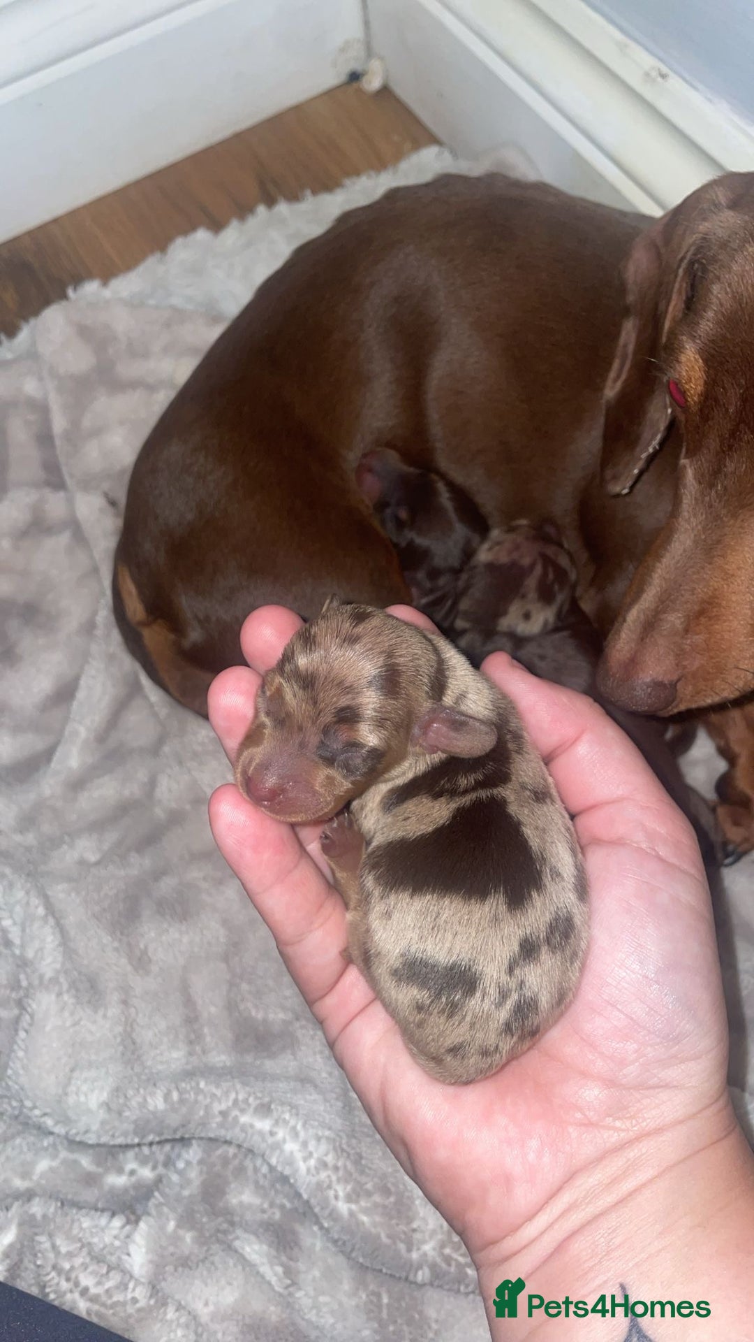 Miniature Dachshund dogs for sale: 1 Boy & 1 Girl Tan Pedigree Miniature Puppies - Image 2