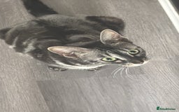 Mixed Breed cats for sale: 3 kittens available READ DESCRIPTION  - Image 4