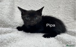 Mixed Breed cats for sale: 5 kittens looking for a home - Image 3