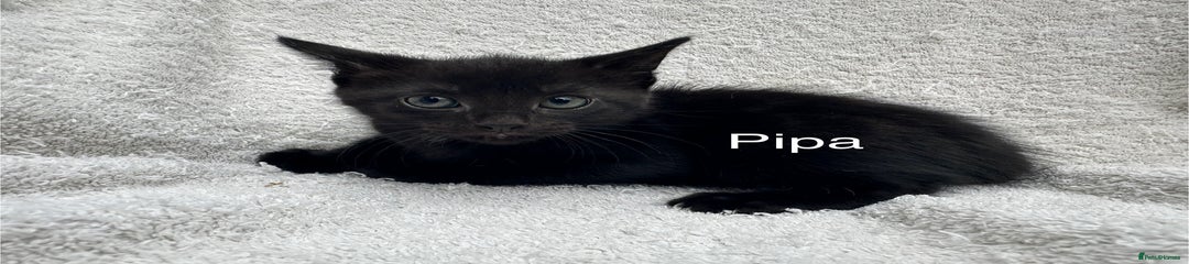 Pipa