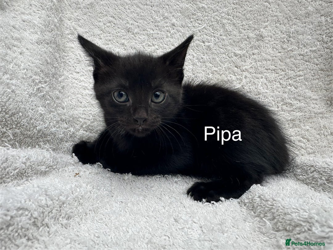 Mixed Breed cats for sale: 5 kittens looking for a home - Image 3