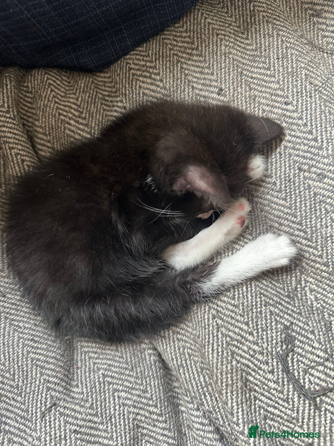 Mixed Breed cats for sale: 1 girl and 1 boy ready now - Advert 6