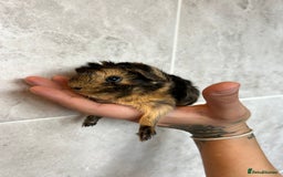 Guinea Pig rodents for sale: Beautiful Otter colour full peruvian& 3 PEWs   - Advert 9