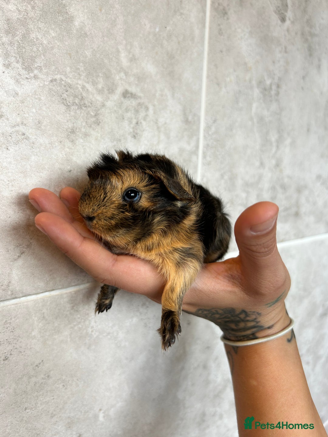 Guinea Pig rodents for sale: Beautiful Otter colour full peruvian& 3 PEWs   - Advert 9