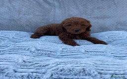 Cavapoo dogs for sale: Cavapoo puppies  - Image 4