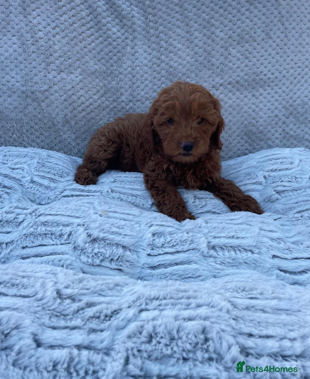 Cavapoo dogs for sale: Cavapoo puppies  - Image 4