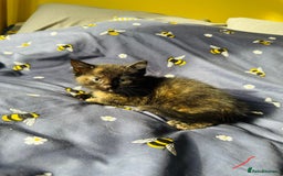 European cats for sale: 💖 Purr-fect Kittens Ready to Melt Your Heart! 😻 - Image 3
