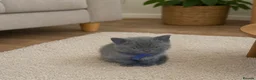 British Longhair cats for sale: British long hair kittens  - Advert 16