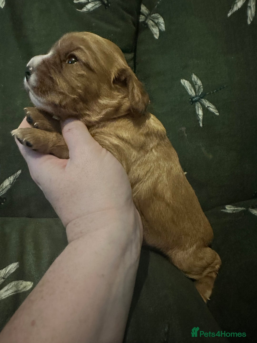 Cockalier dogs for sale: Cockalier puppies  - Advert 24