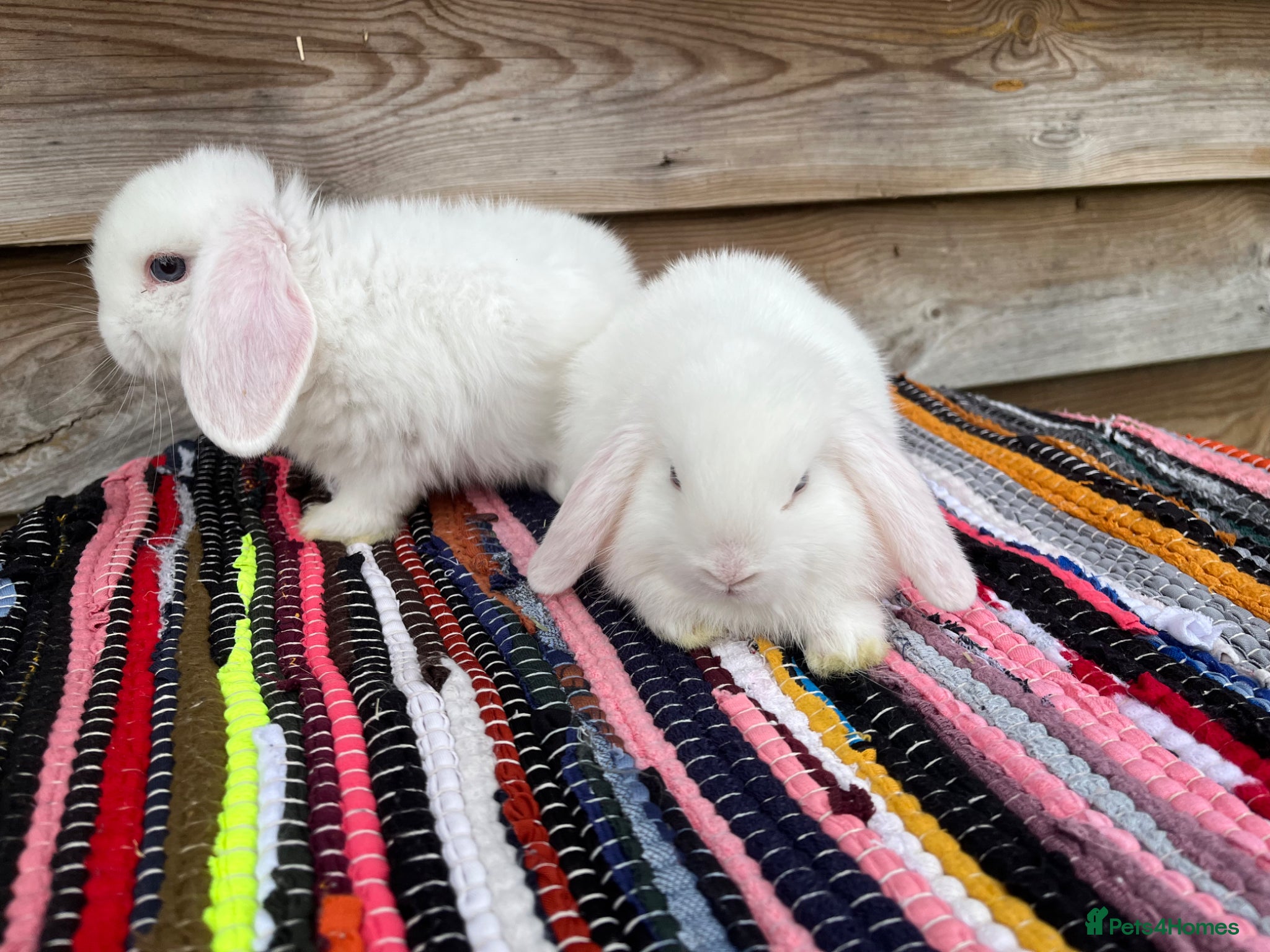 Mini Lop rabbits for sale: Gorgeous pure Mini lops  - Advert 9