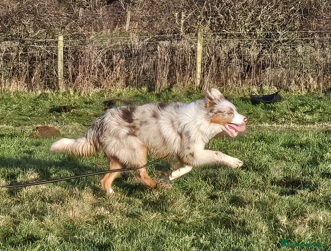 Border Collie dogs for sale: Lilac merle tri border collie pup - Advert 4