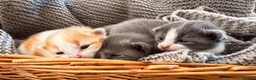 Mixed Breed cats for sale: 3 cute cuddly kittens for sale - Advert 1