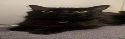 Mixed Breed cats for sale: Beautiful Kittens Looking for Their Forever Homes in Gillingham - Advert 2