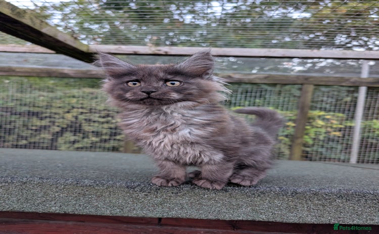 Maine Coon cats - Advert 3
