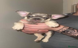 French Bulldog dogs for sale: French Bulldog puppies for sale - Image 11