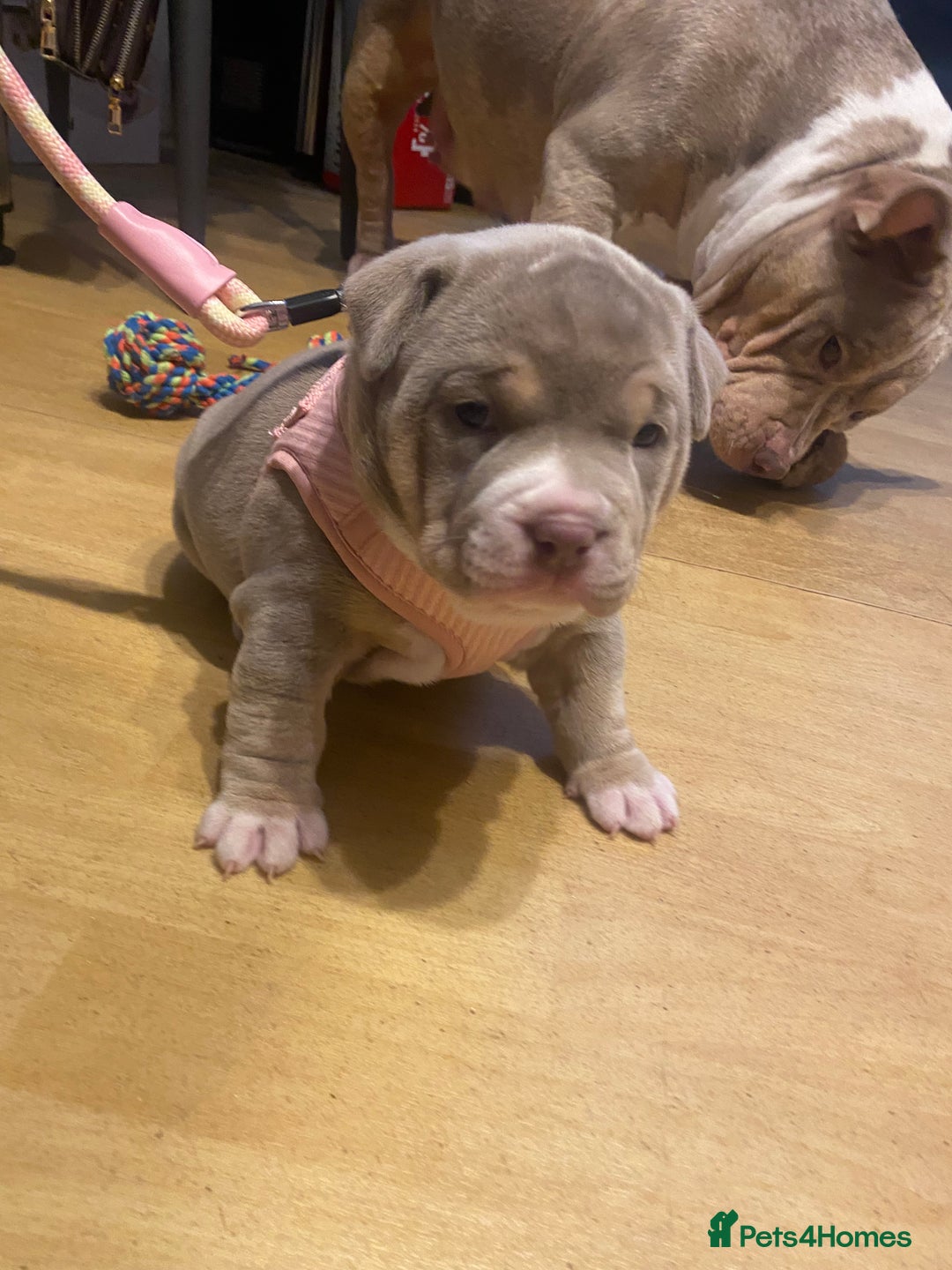 American Bully dogs for sale: American bully  - Advert 21