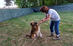 Mixed Breed dogs for adoption: BENNY - a loyal and gentle boy for a Loving Home - Image 25