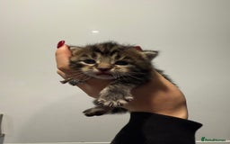 Mixed Breed cats for sale: 2 female kittens   - Image 2